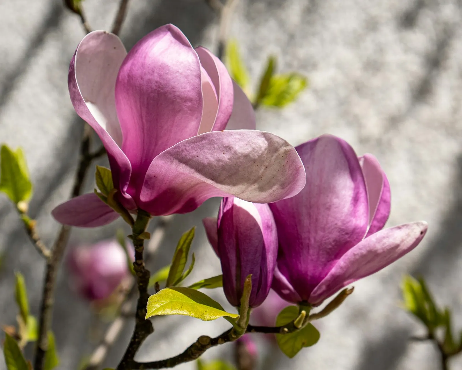 A pink magnolia flower opening on a bare branch